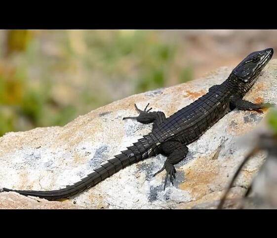 Black Girdled Lizard Black Girdled Lizard
