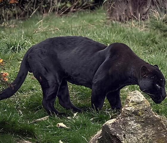 Black Jaguar