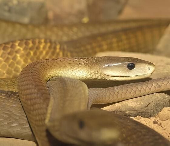 Black Mamba Black Mamba