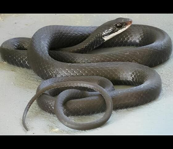 Black Racer Black Racer