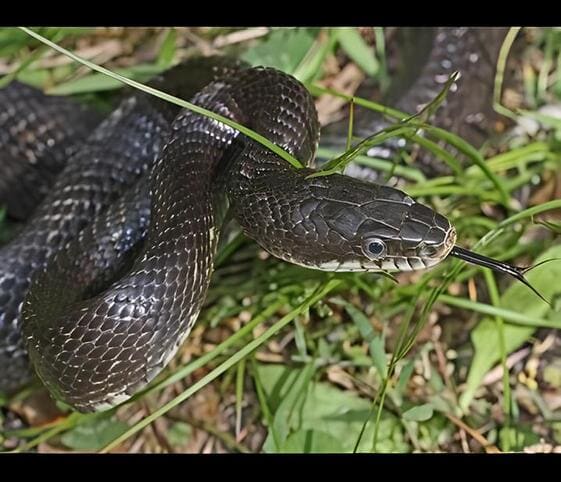 Black Rat Snake Black Rat Snake
