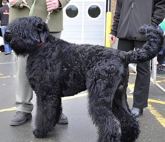 Black Russian Terrier