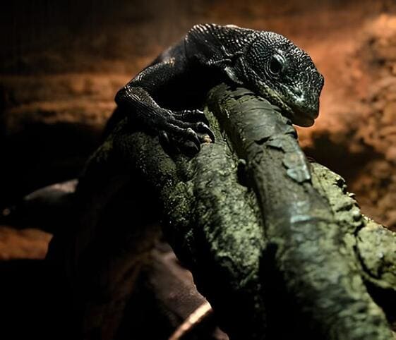 Black Tree Monitor Black Tree Monitor