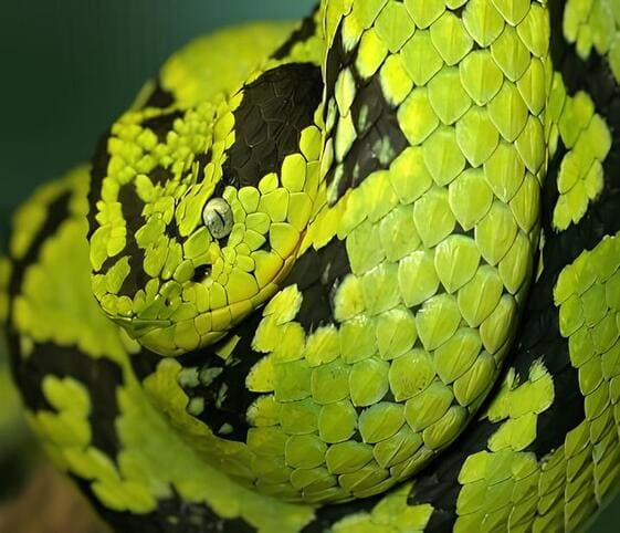 Black-speckled Palm Pit Viper Black-speckled Palm Pit Viper