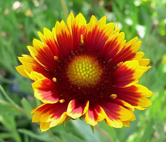 Blanket Flower