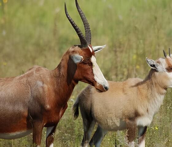 Blesbuck or Blesbok