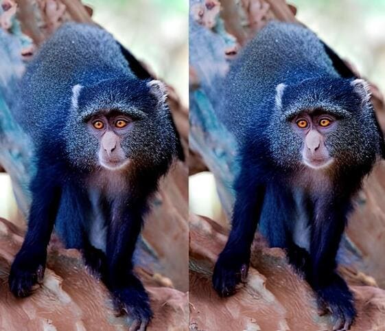 Blue Monkey