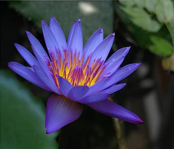Blue Water Lily