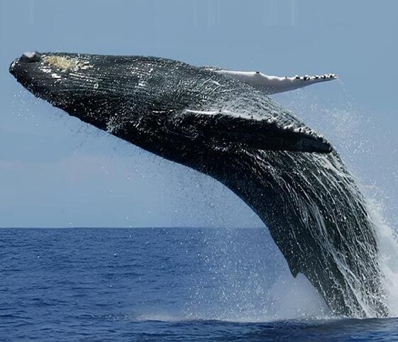 Blue Whale Blue Whale