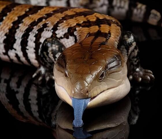 Blue-tongued Skink Blue-tongued Skink