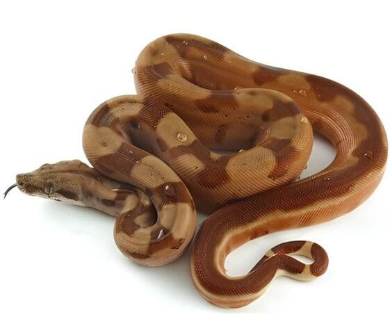 Boa Boa