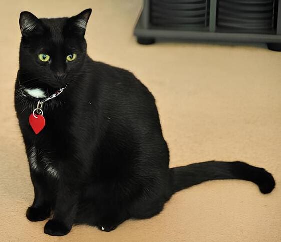 Bombay Cat