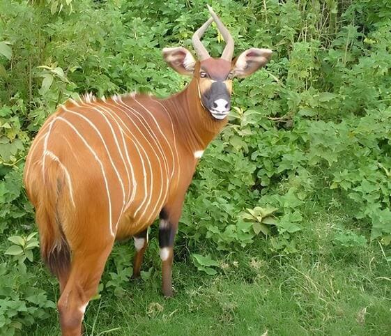 Bongo