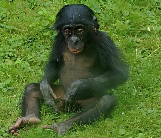 Bonobo