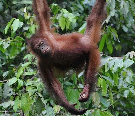 Bornean Orang Utan