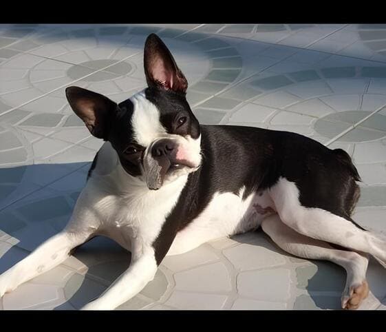 Boston Terrier