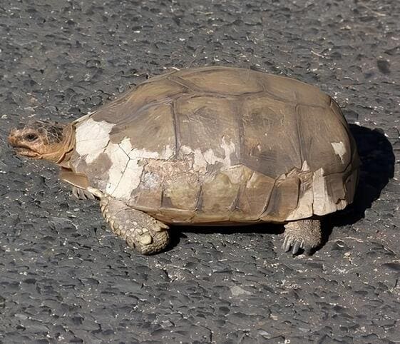 Bowsprit Tortoise Bowsprit Tortoise