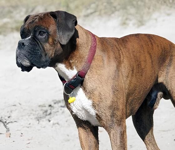 Boxer Dog