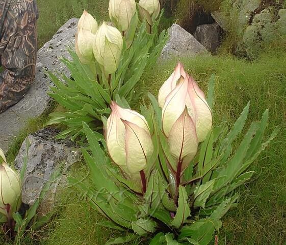 Brahma Kamal Flower