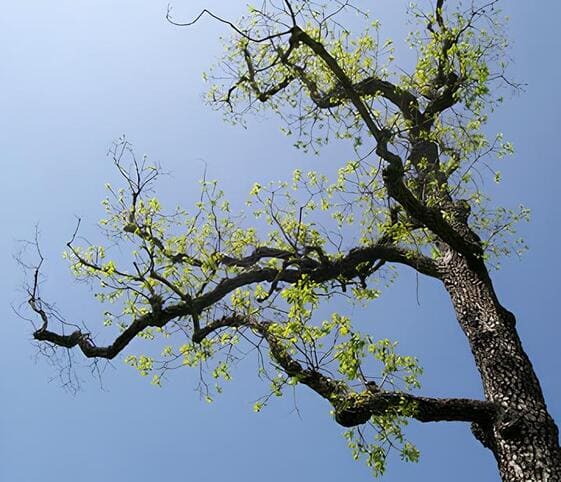 Branch