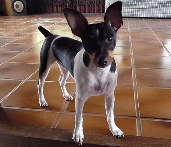Brazilian Terrier