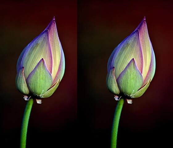 Bud