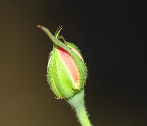 Bud