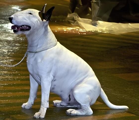 Bull Terrier