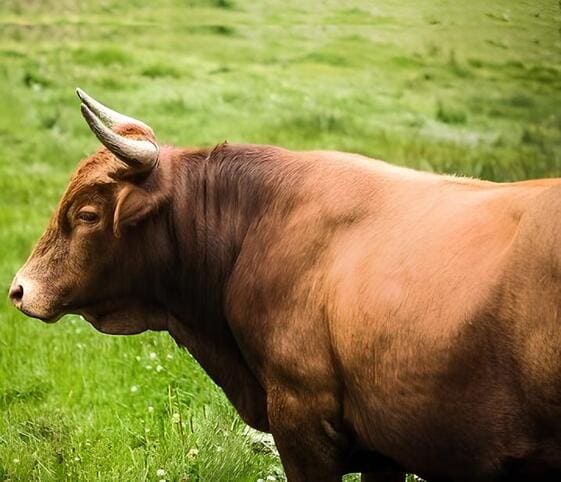 Bull