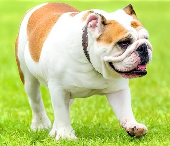 Bulldog
