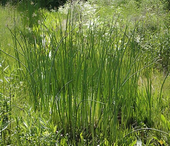 Bulrush