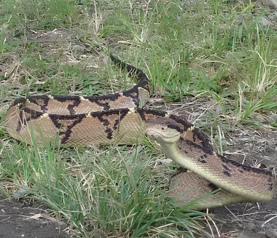 Bushmaster Snake Bushmaster Snake