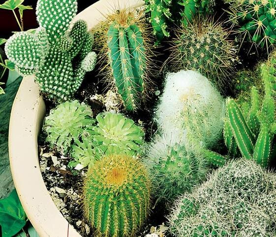 Cactus Plant