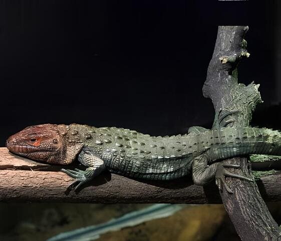 Caiman Lizard Caiman Lizard