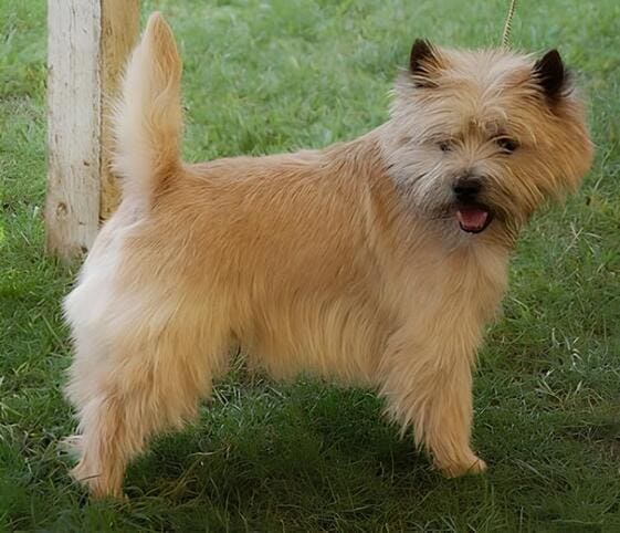 Cairn Terrier