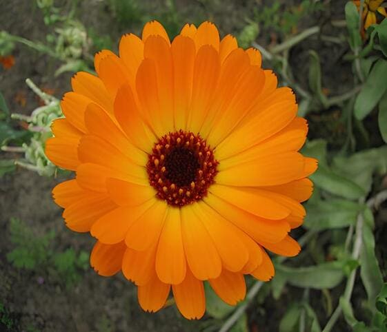 Calendula Flower