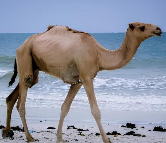 Camel