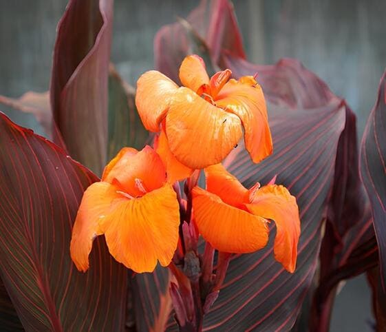Canna Flower