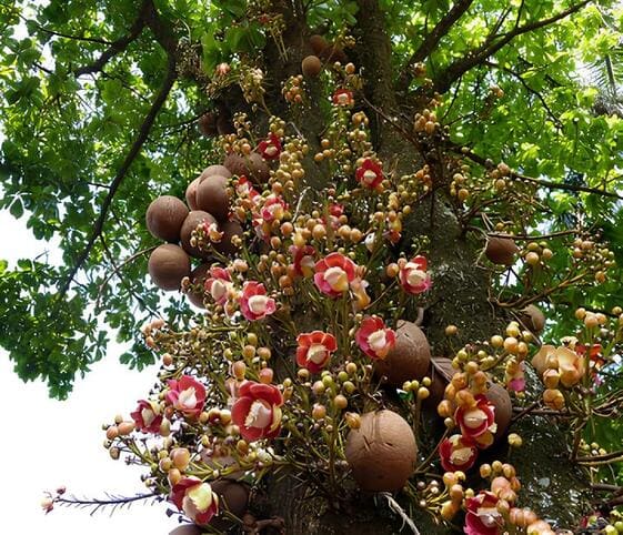 Cannon-ball Tree