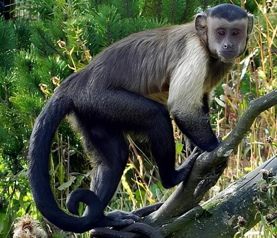 Capuchin Monkey