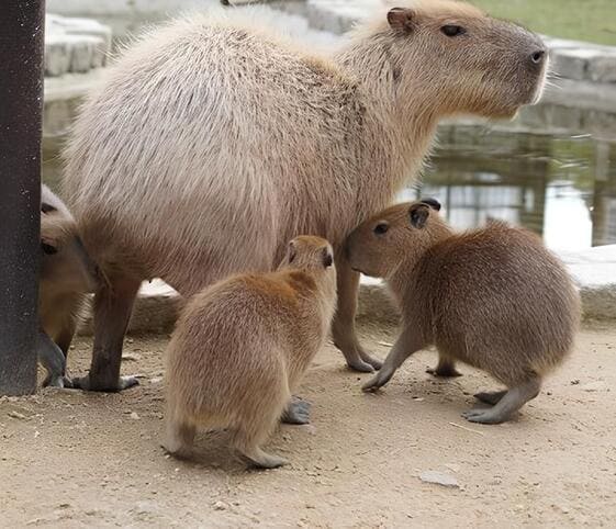 Capybara