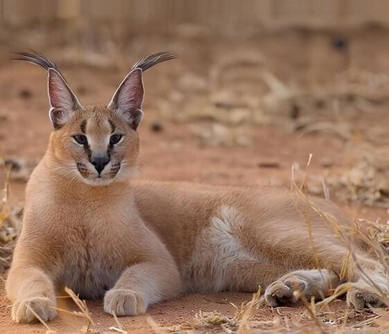 Caracal