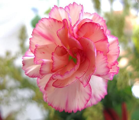 Carnation Flower