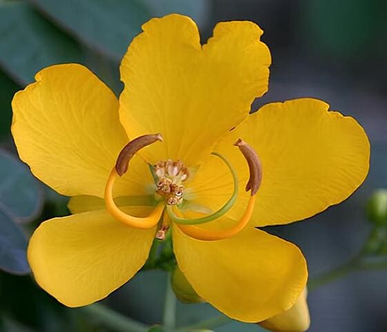 Cassia Flower