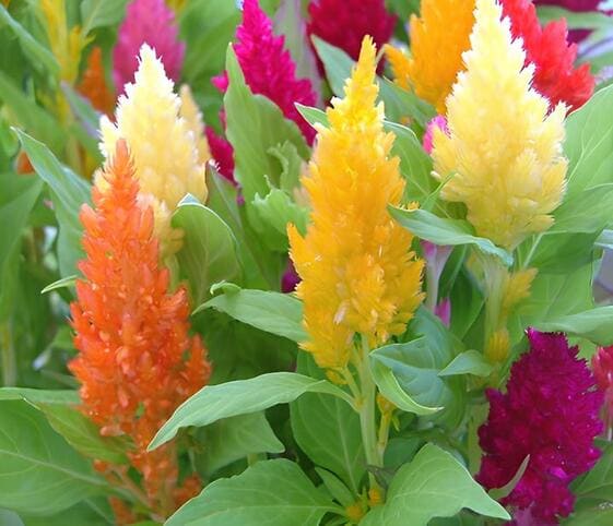 Celosia Flower