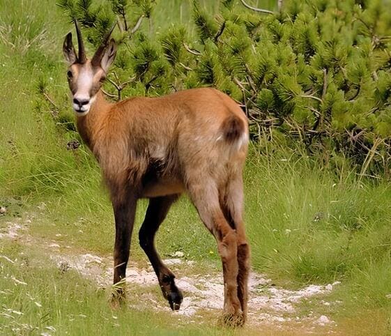 Chamois