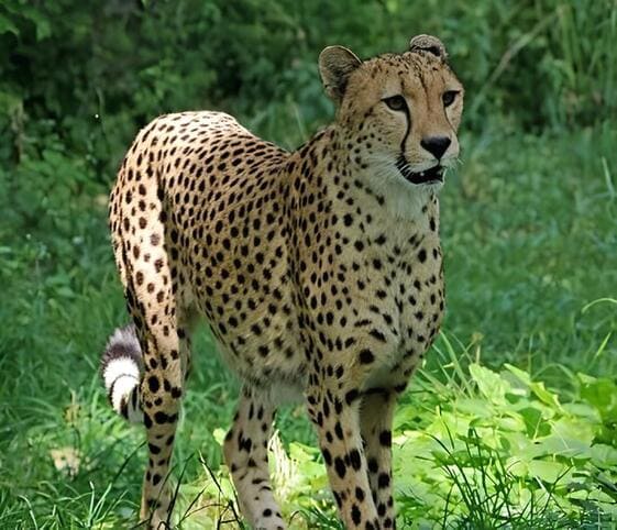 Cheetah