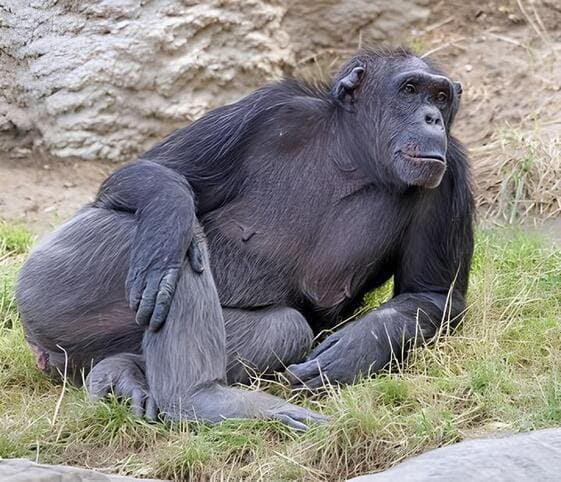 Chimpanzee