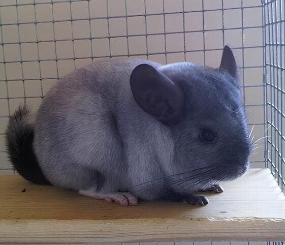 Chinchilla