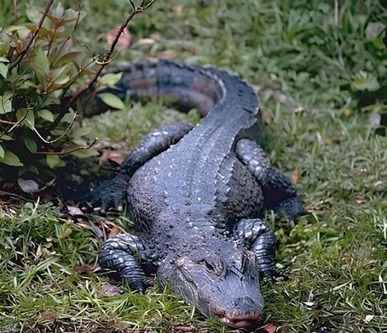 Chinese Alligator Chinese Alligator
